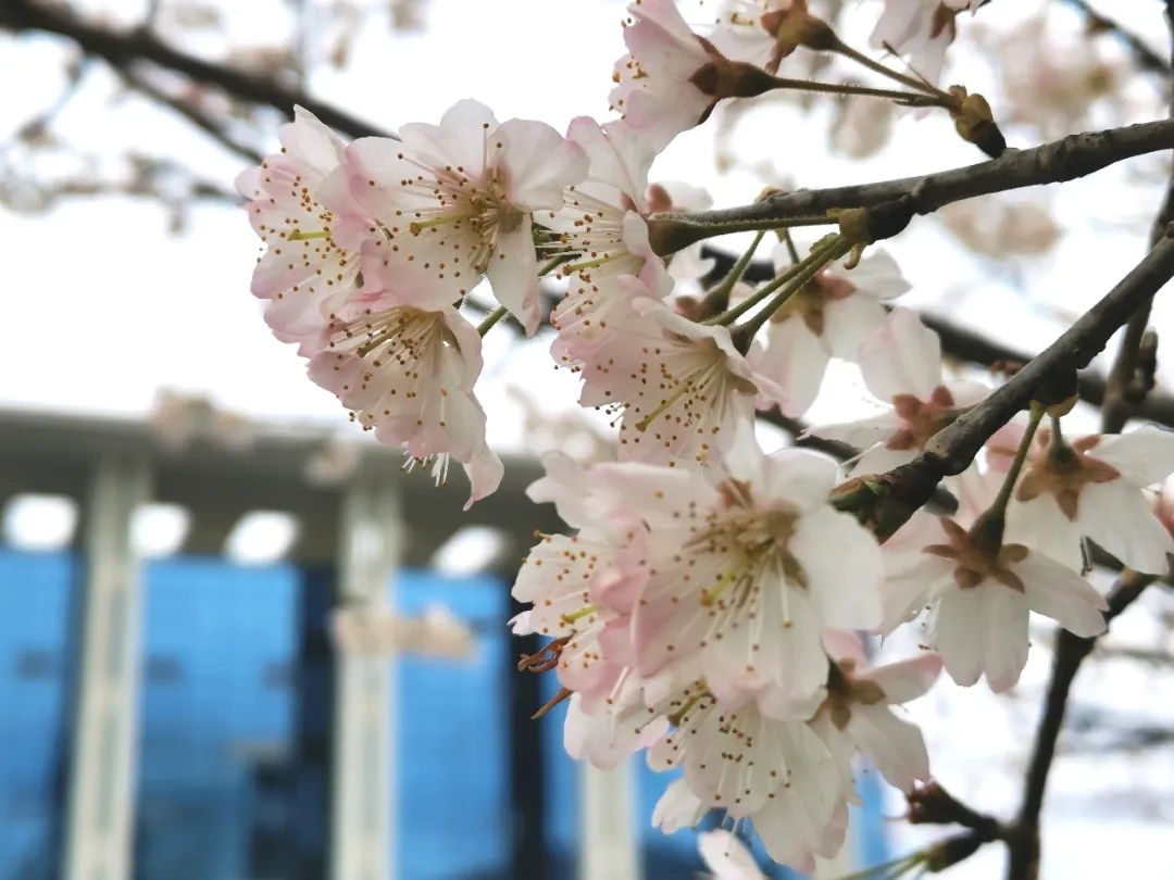 花样校园 花样校园